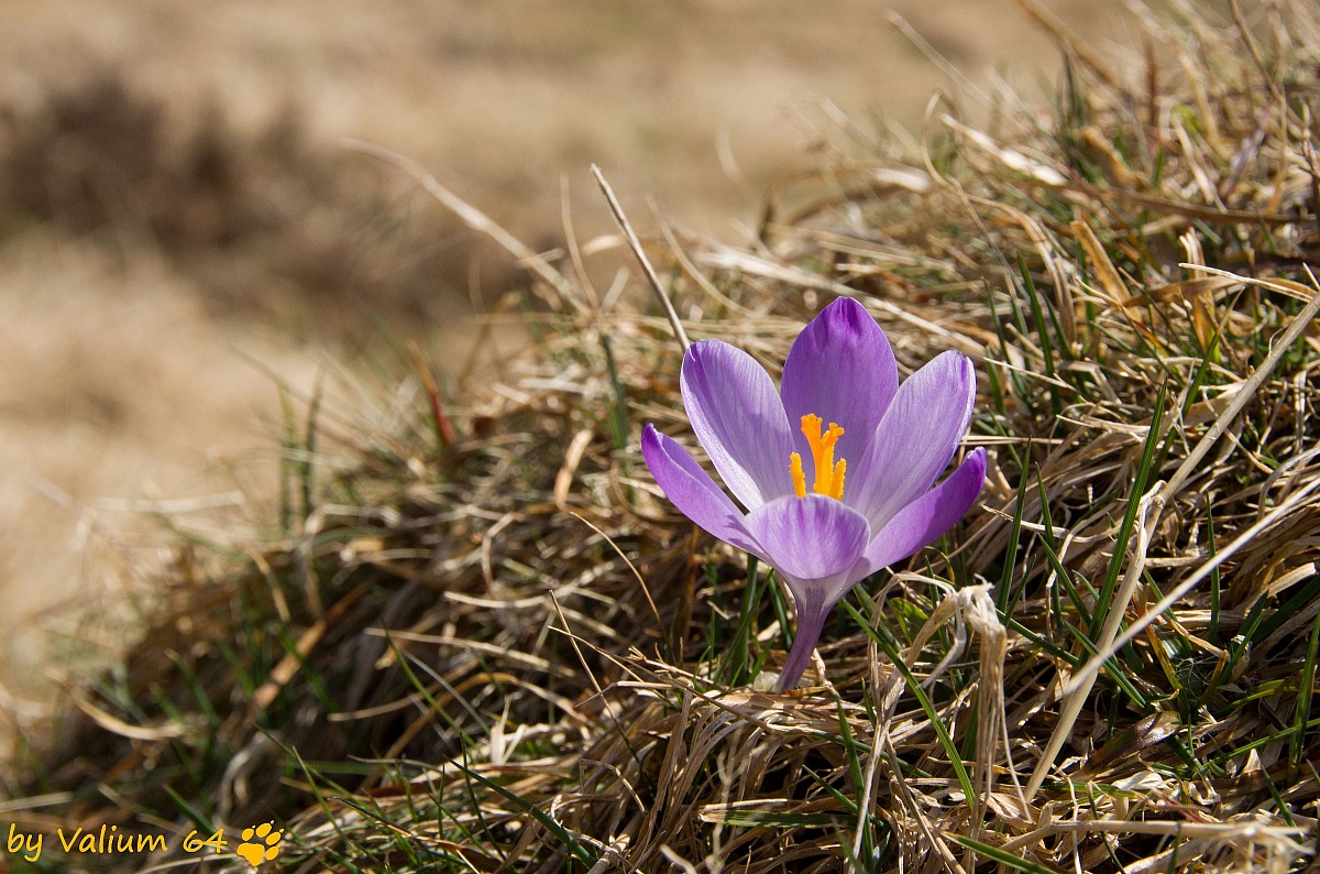 Crocus