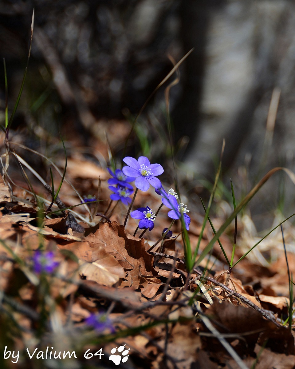 Anemone hepatica