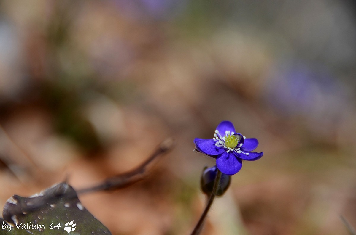 Anemone hepatica