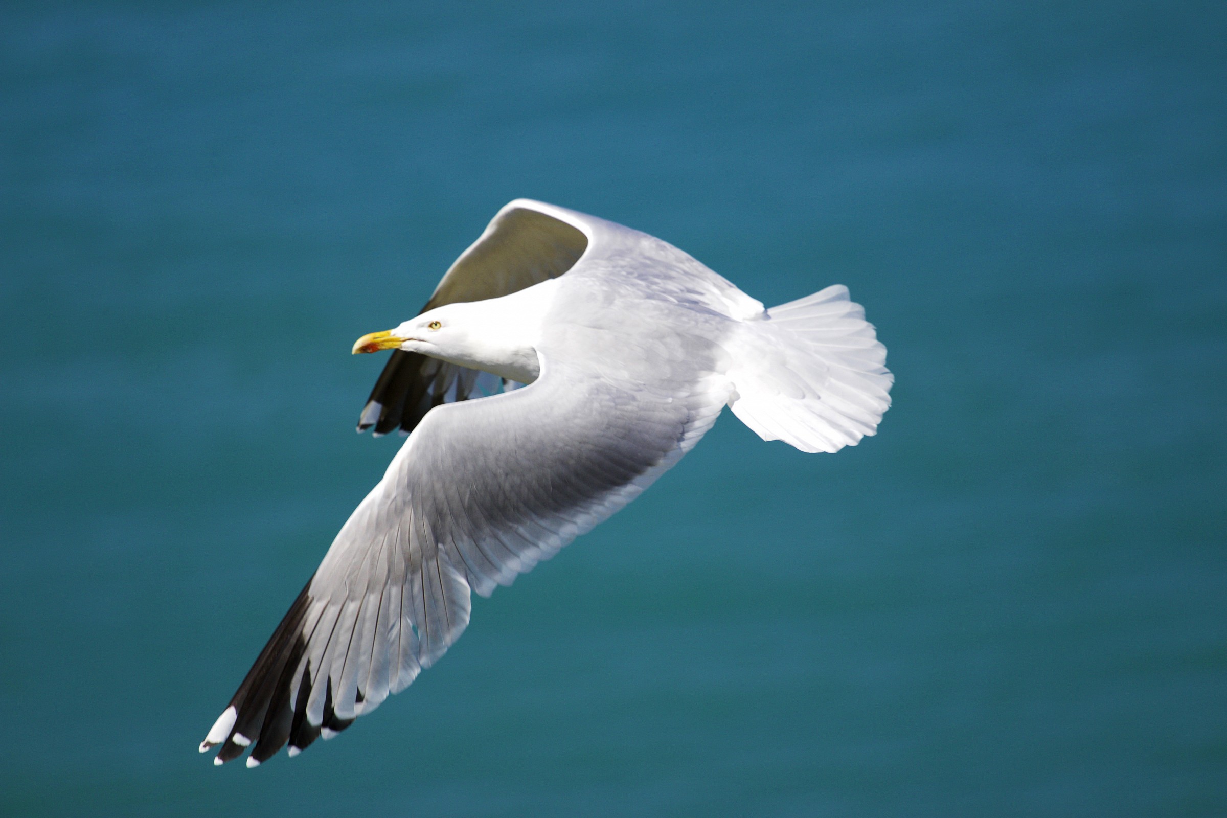 Herring Gulls, Normandy, in April.