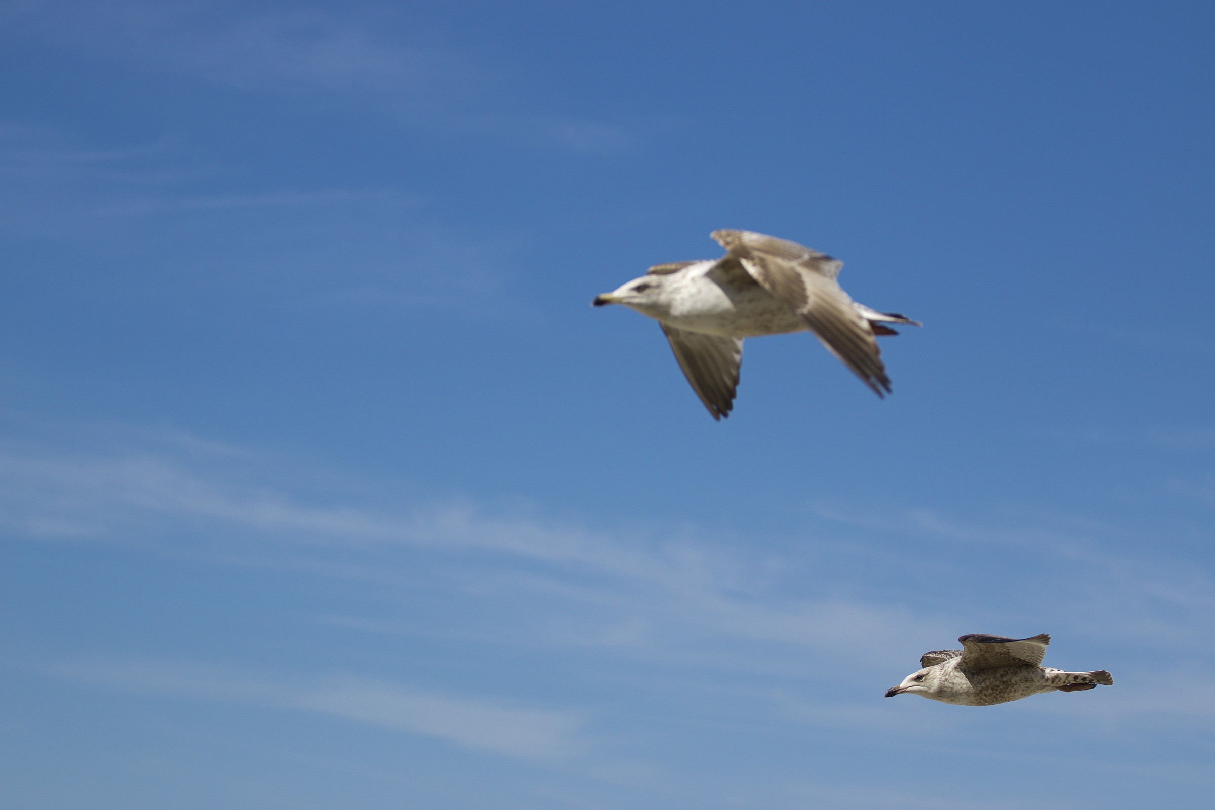 Gull, Normandy, in April.