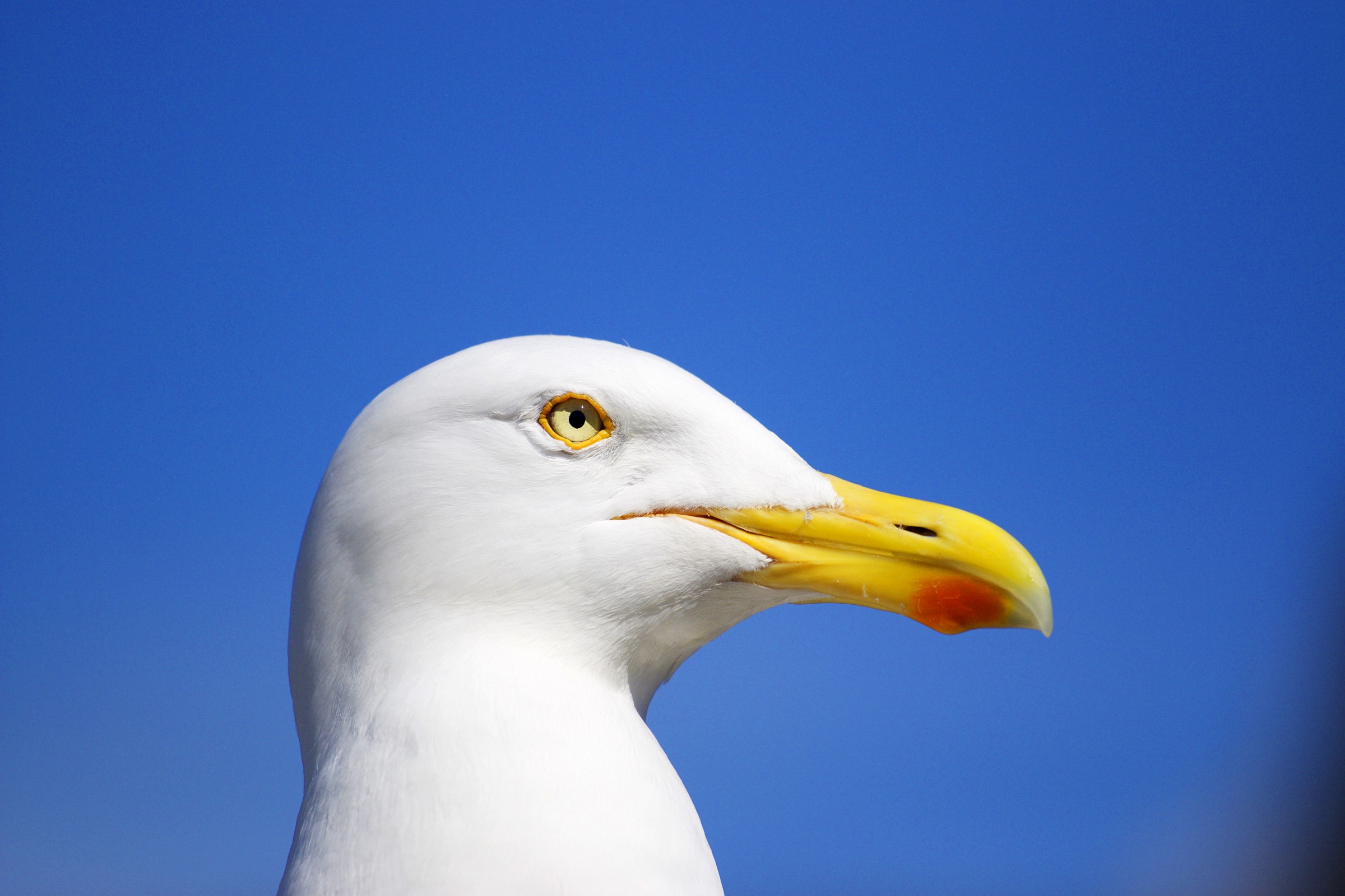 Herring Gulls, Normandy, in April.