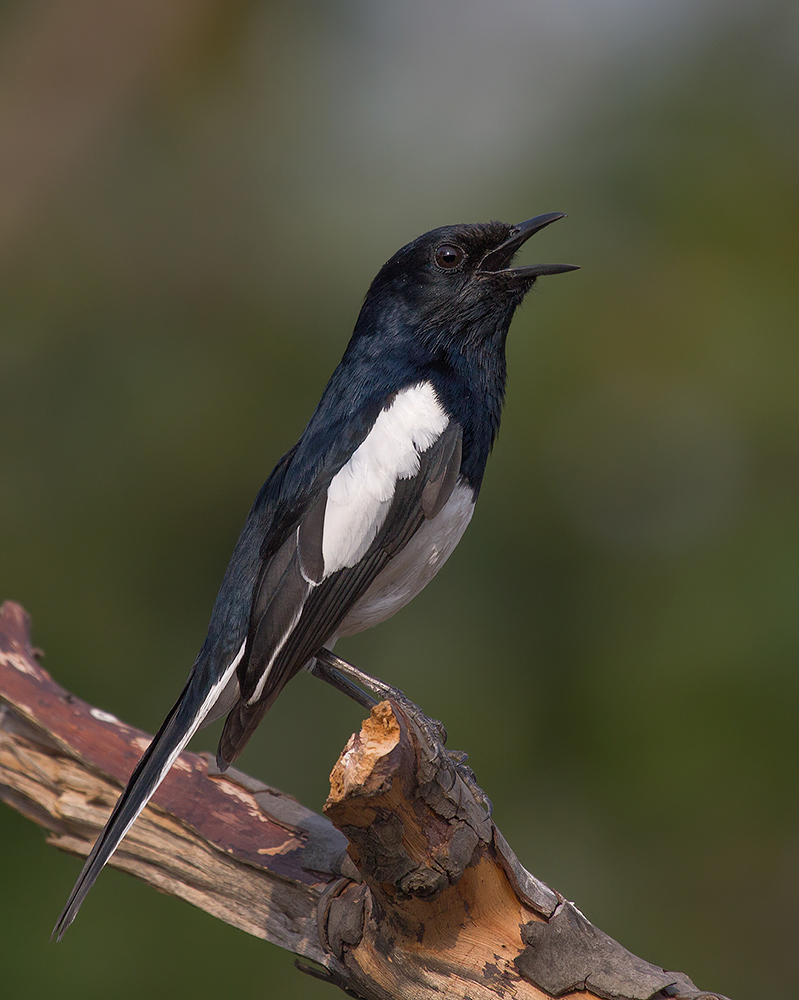 Singing Oriental Magpie-Robin male.