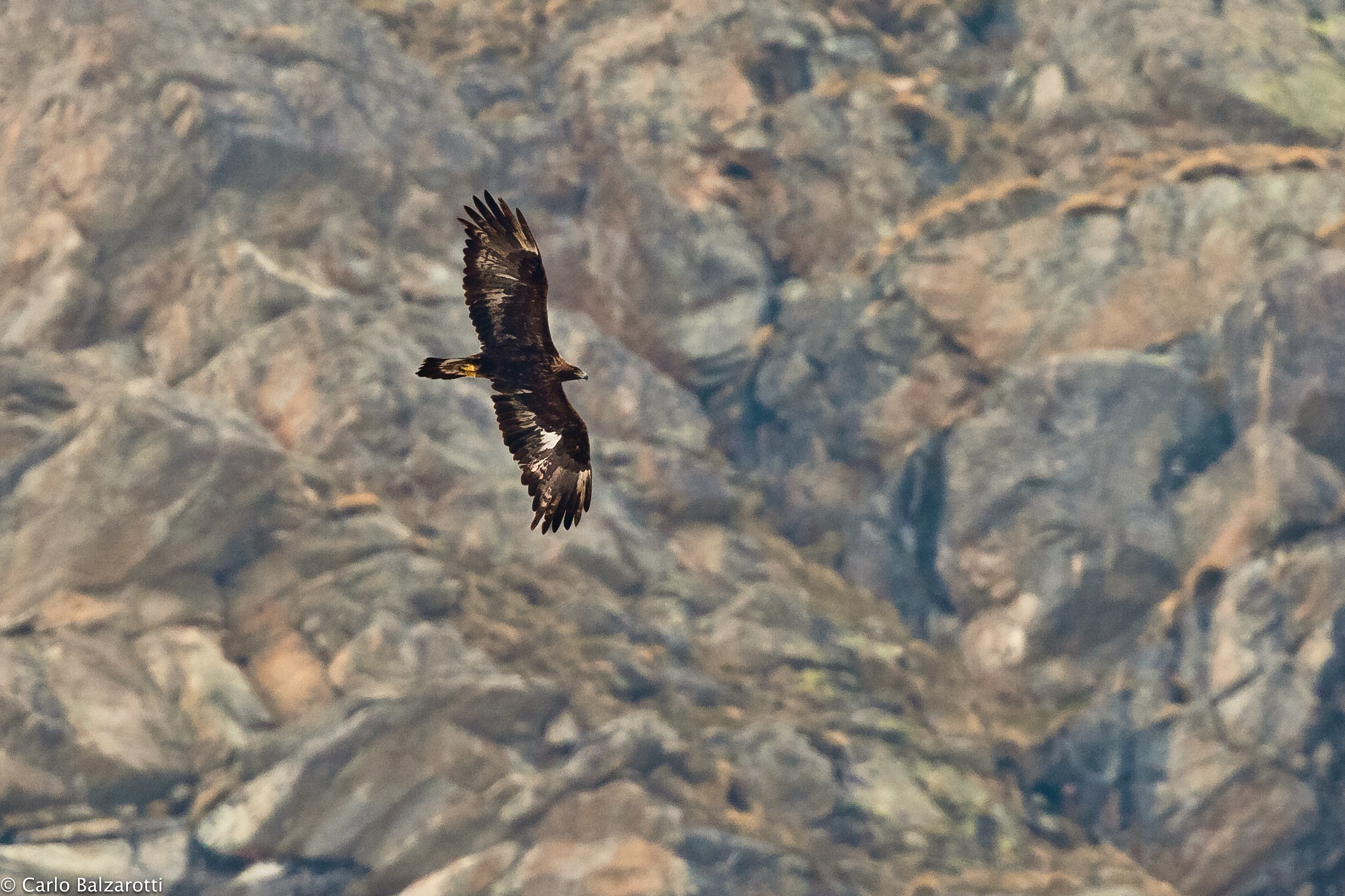 Sua Maestà l'Aquila Reale