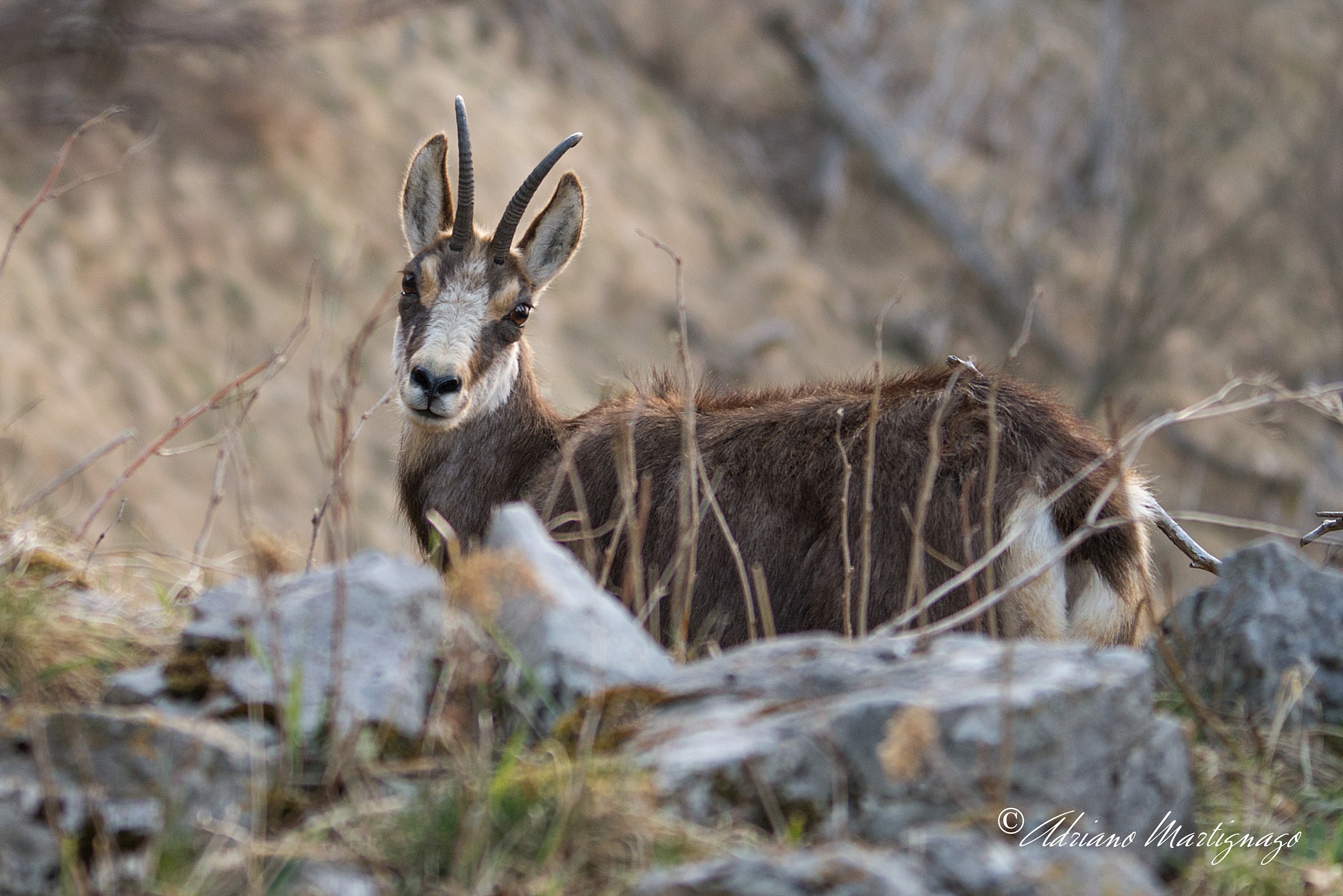 Cheated, almost a close-up