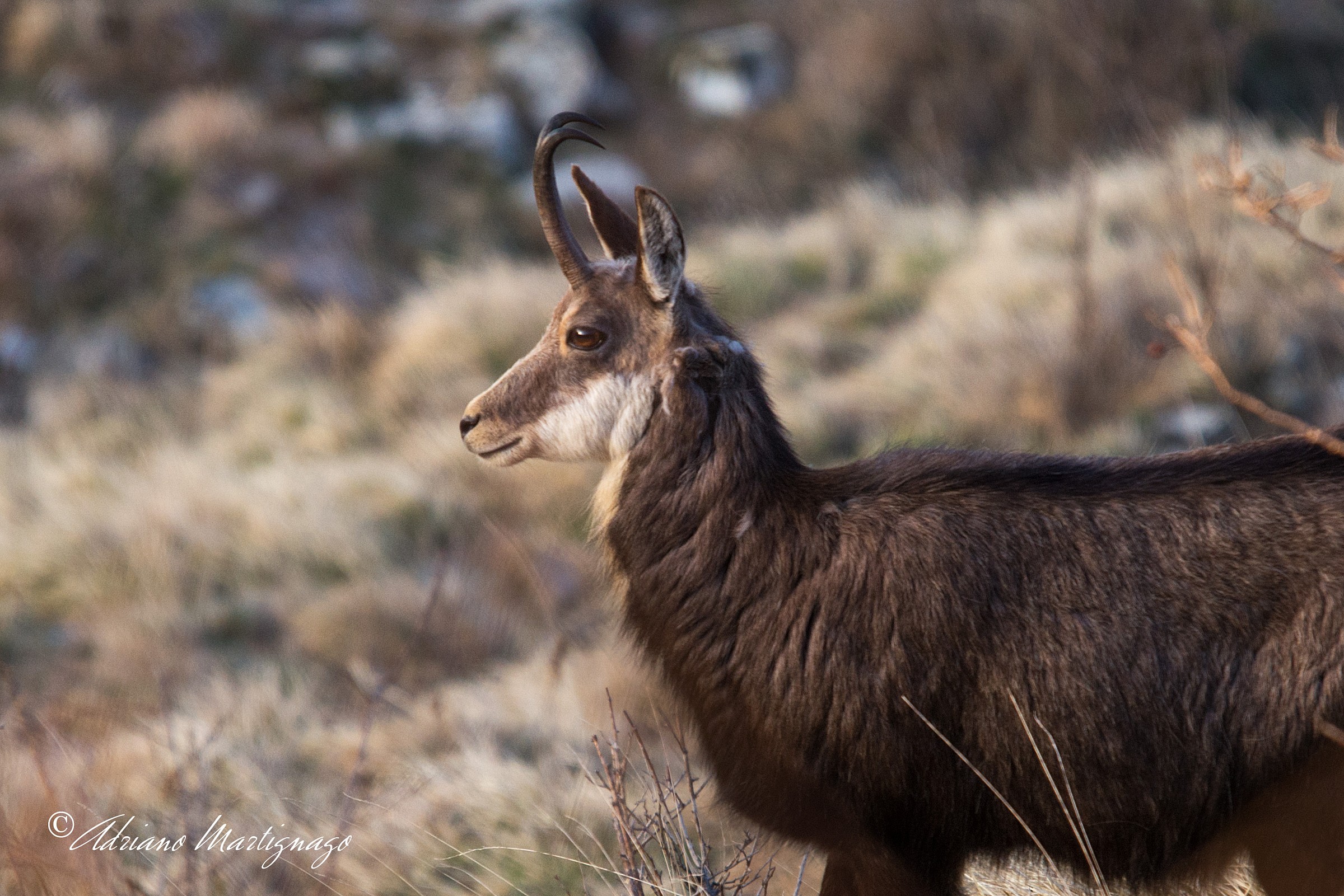 In profile you're beautiful