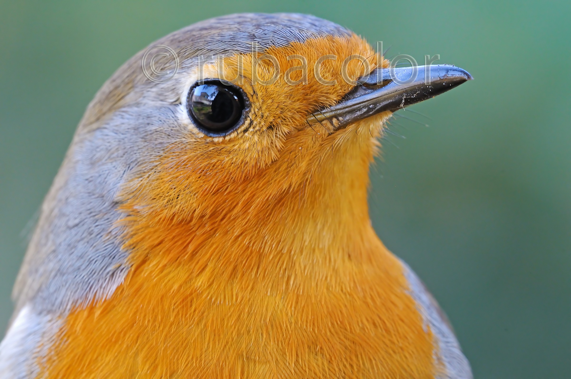 The challenge of the times high to Robin (NO crop)