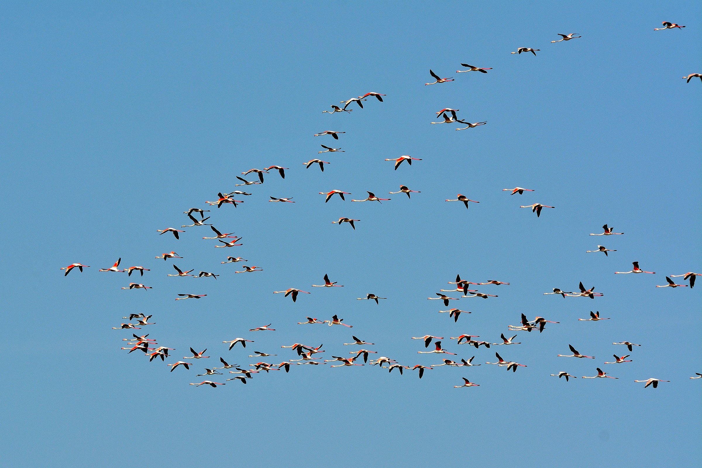 Stormo di fenicotteri a ... Jesolo !