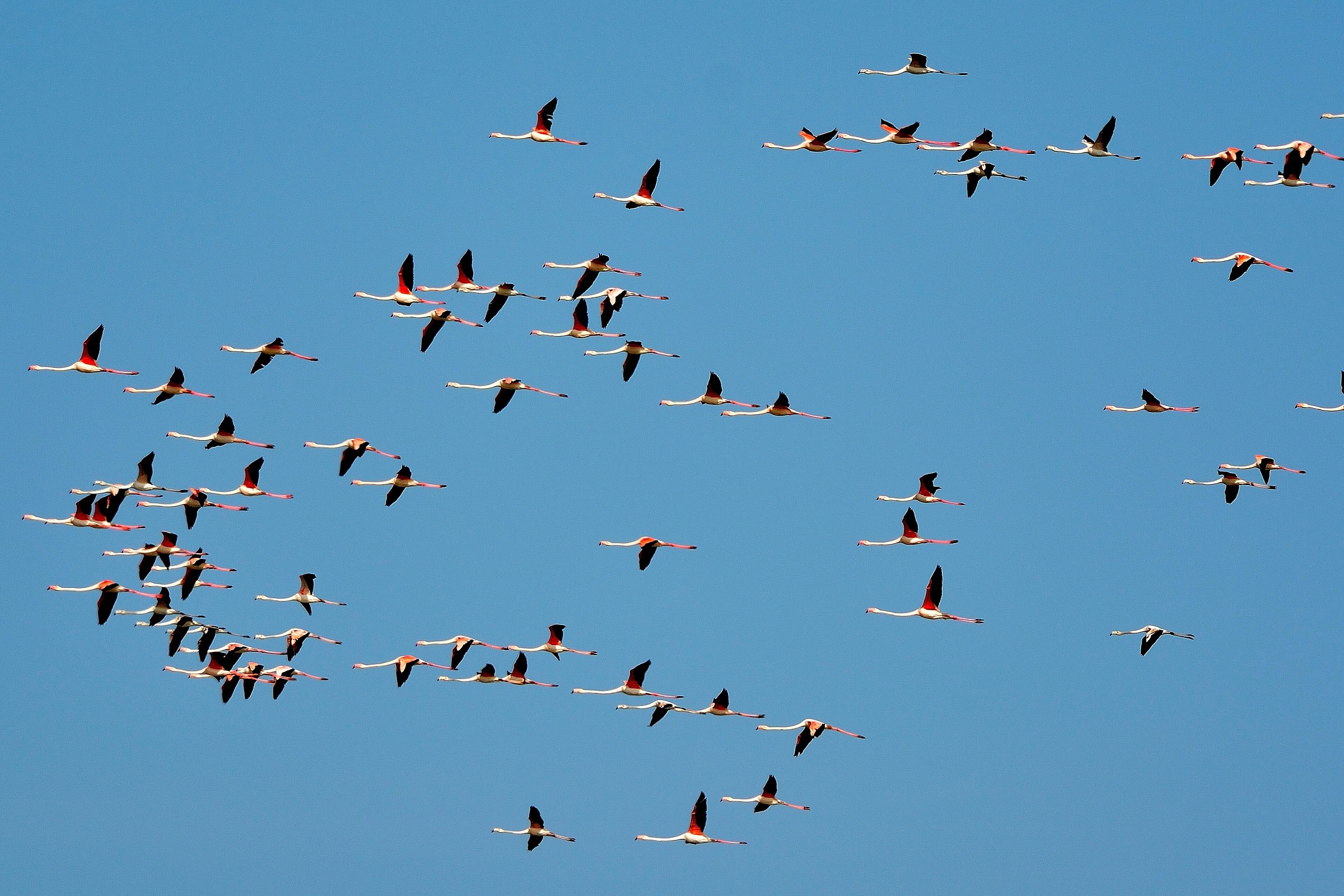 La Camargue italiana