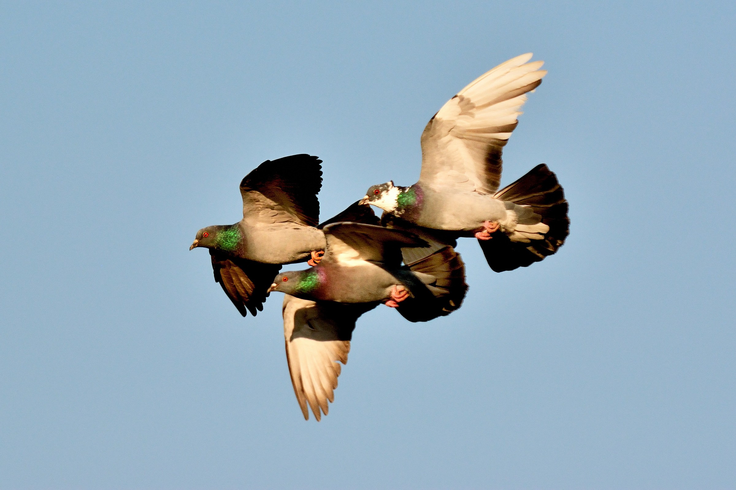 Colombi...semplicemente...