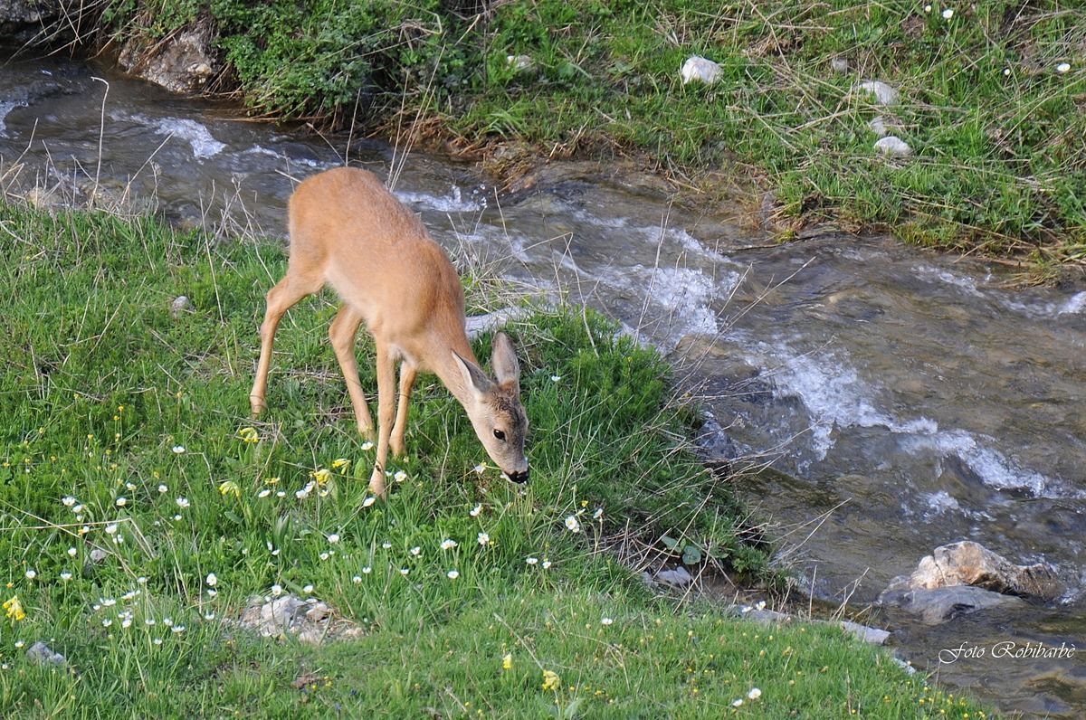 Roe deer in relax .....