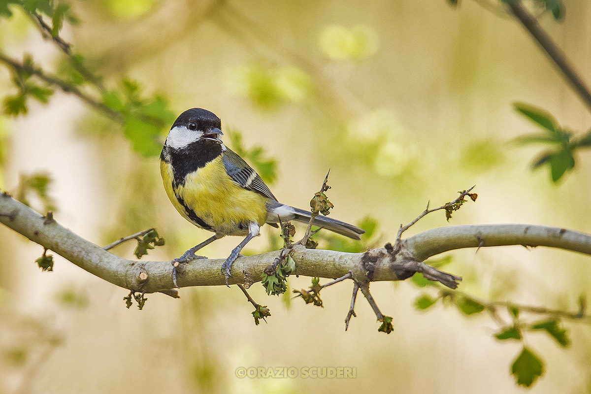 Parus major