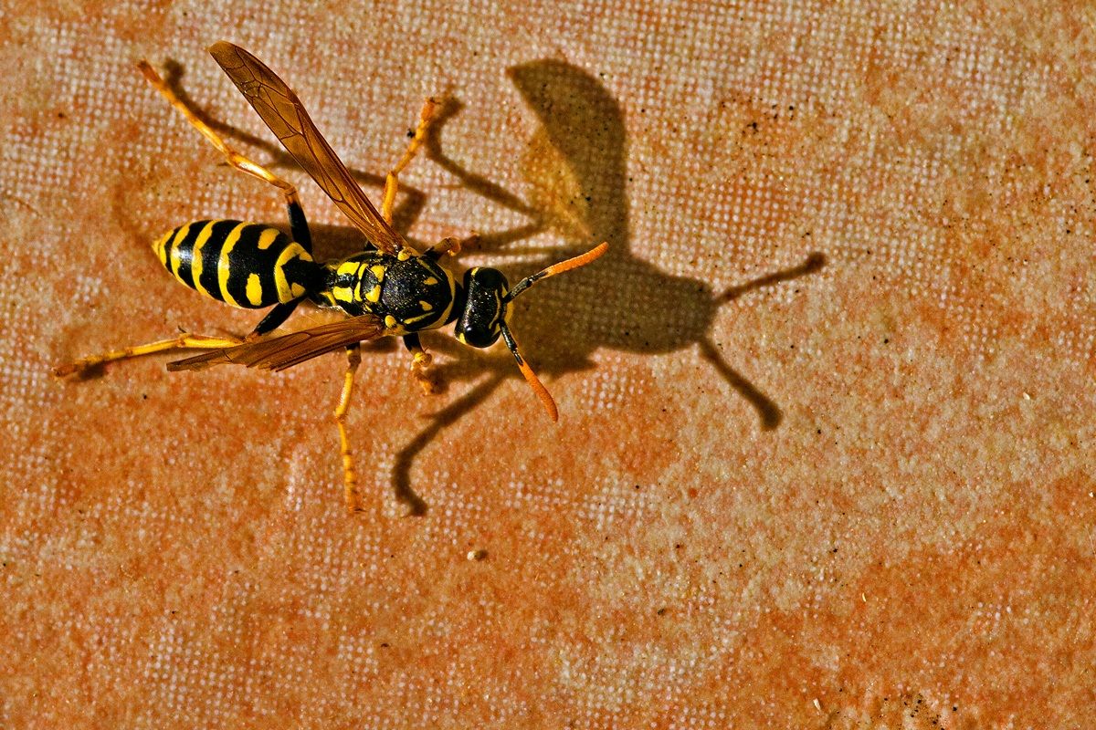 Wasp