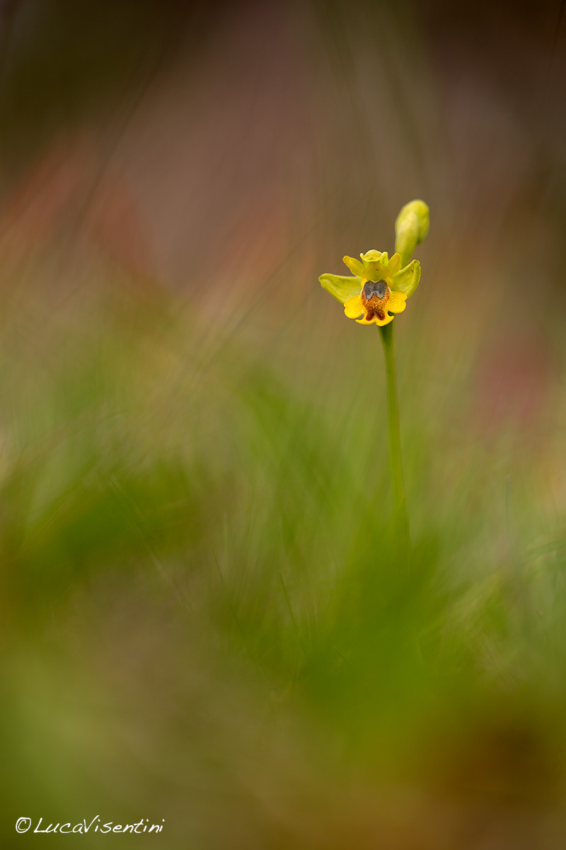 Ophrys lutea