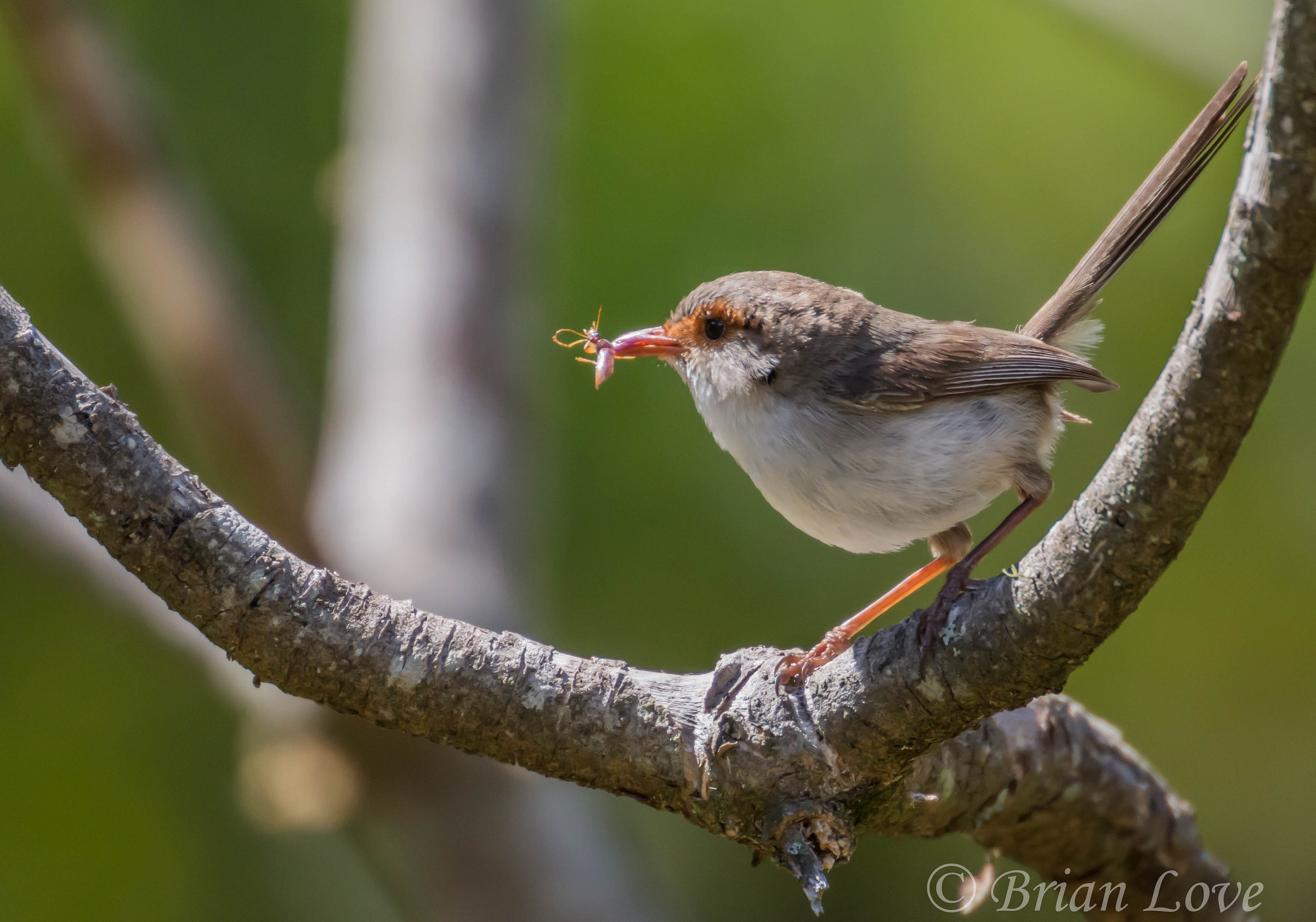Superb Fairywren - Female