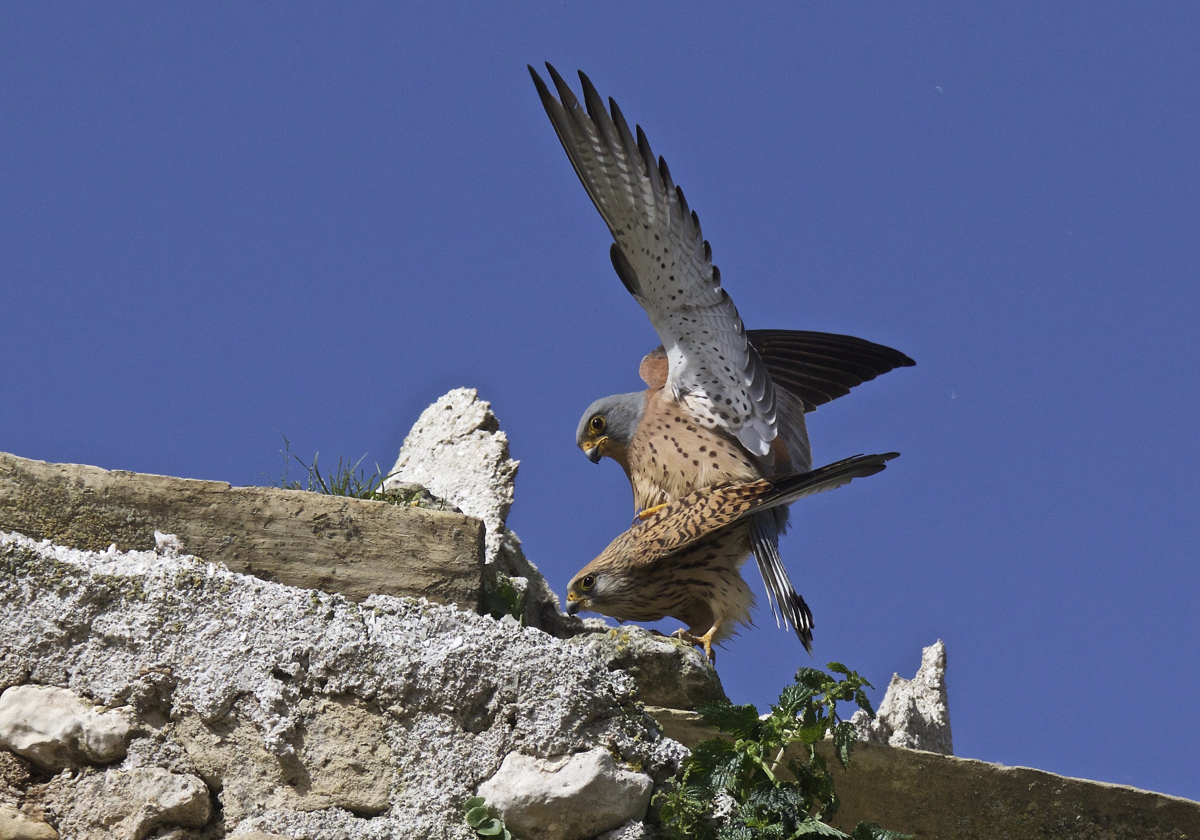 accoppiamento naumanni