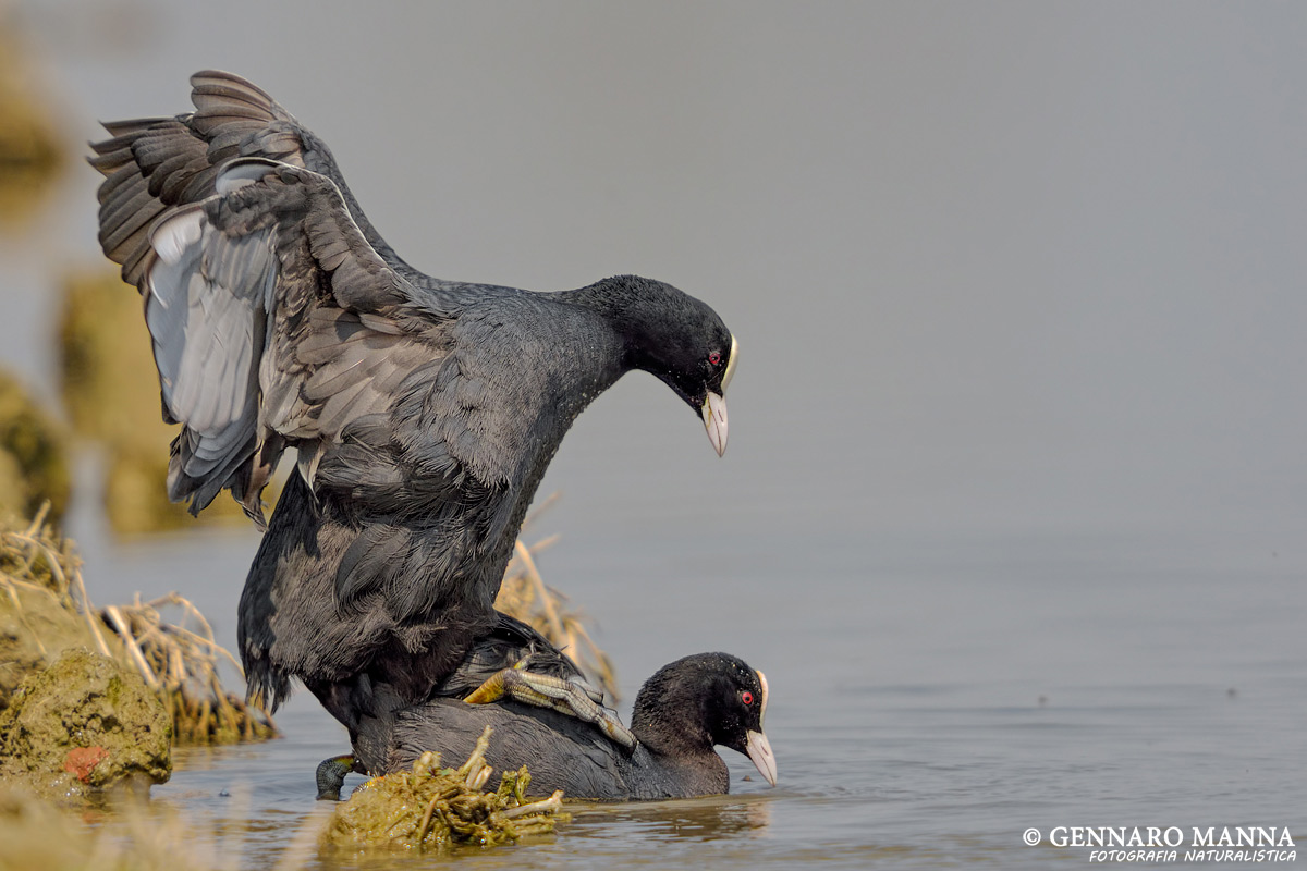 Coot (Fulica atra)