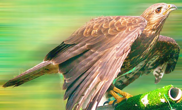 selvatica.LIPU wildlife rescue center. The pheasant