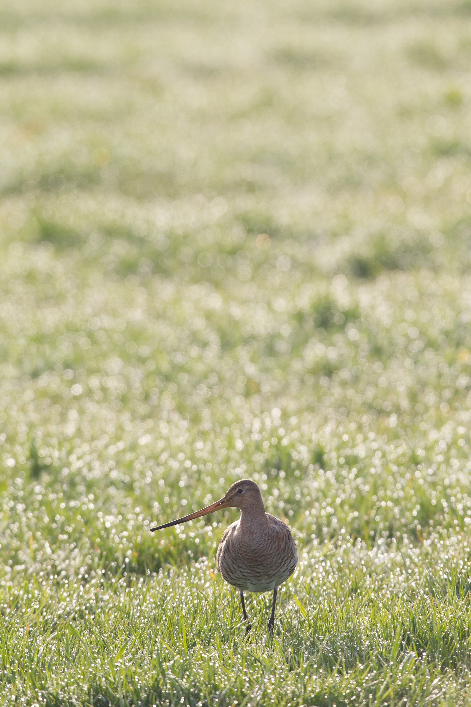 Godwit with dew