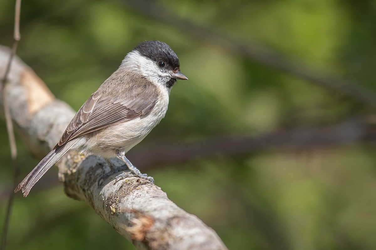 Chickadee in the sun