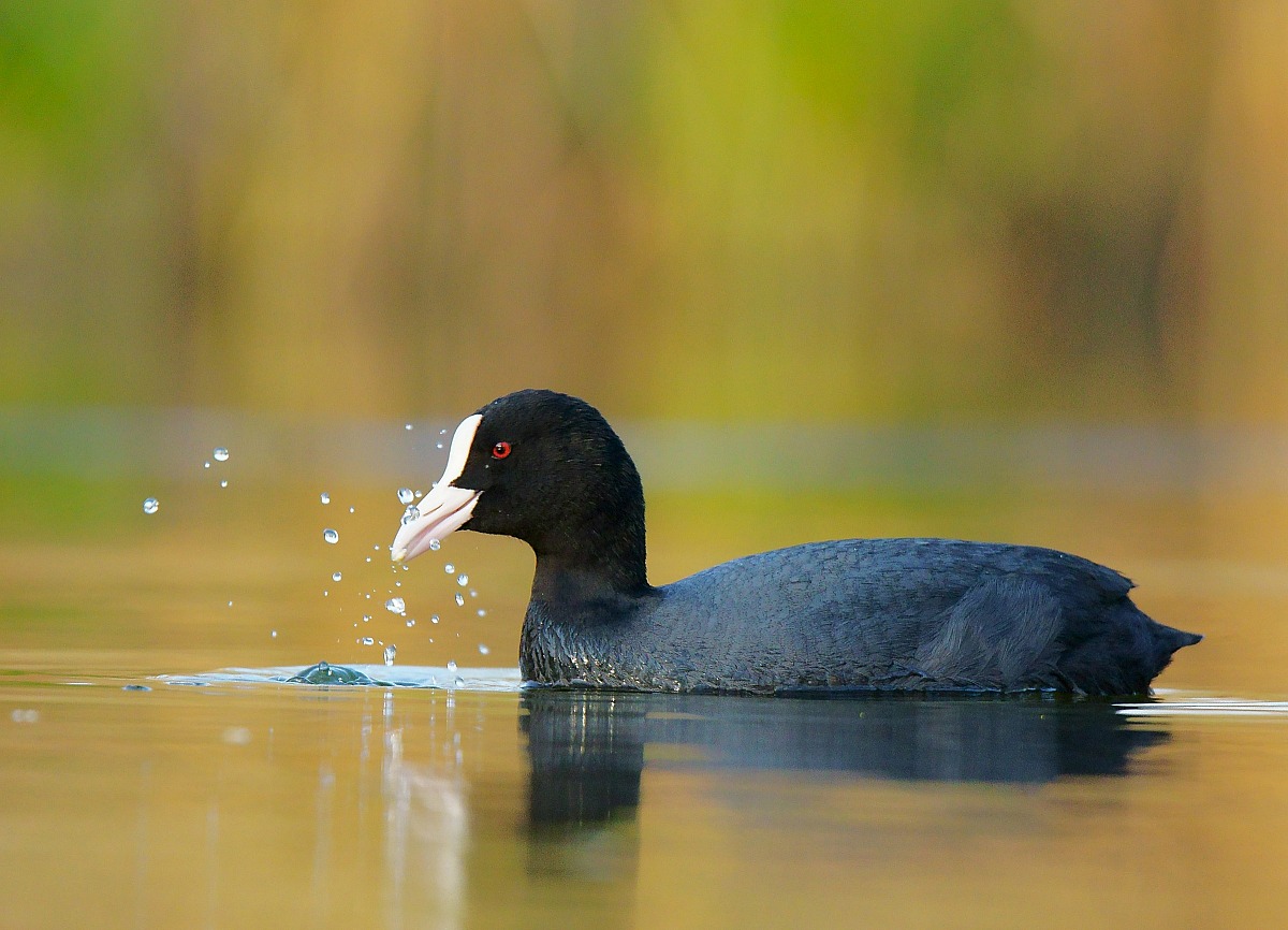 Coot