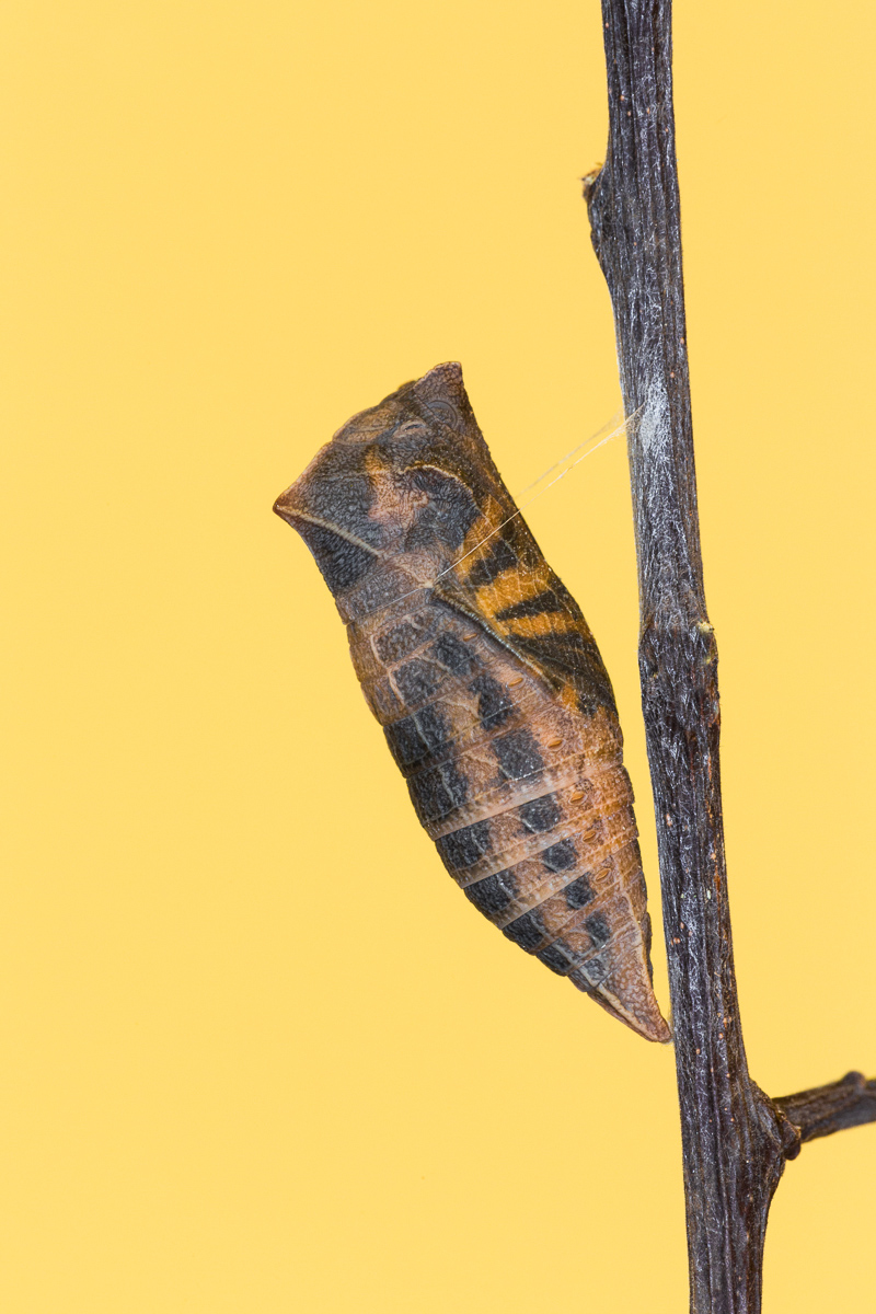 Chrysalis mature Podalirius ...