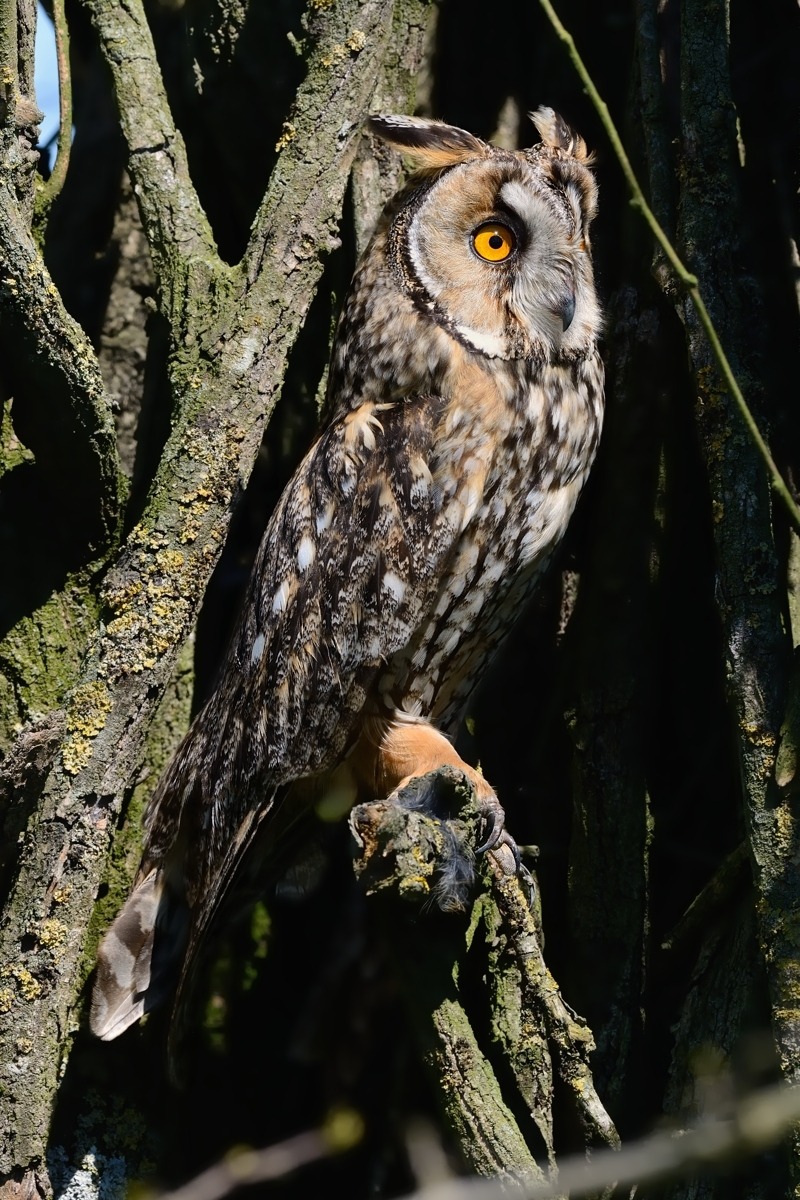 Owl (Asio otus).