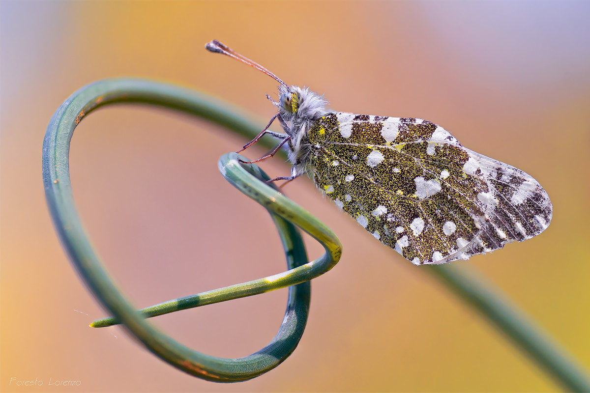 Question mark (Anthocharis cardamines female)