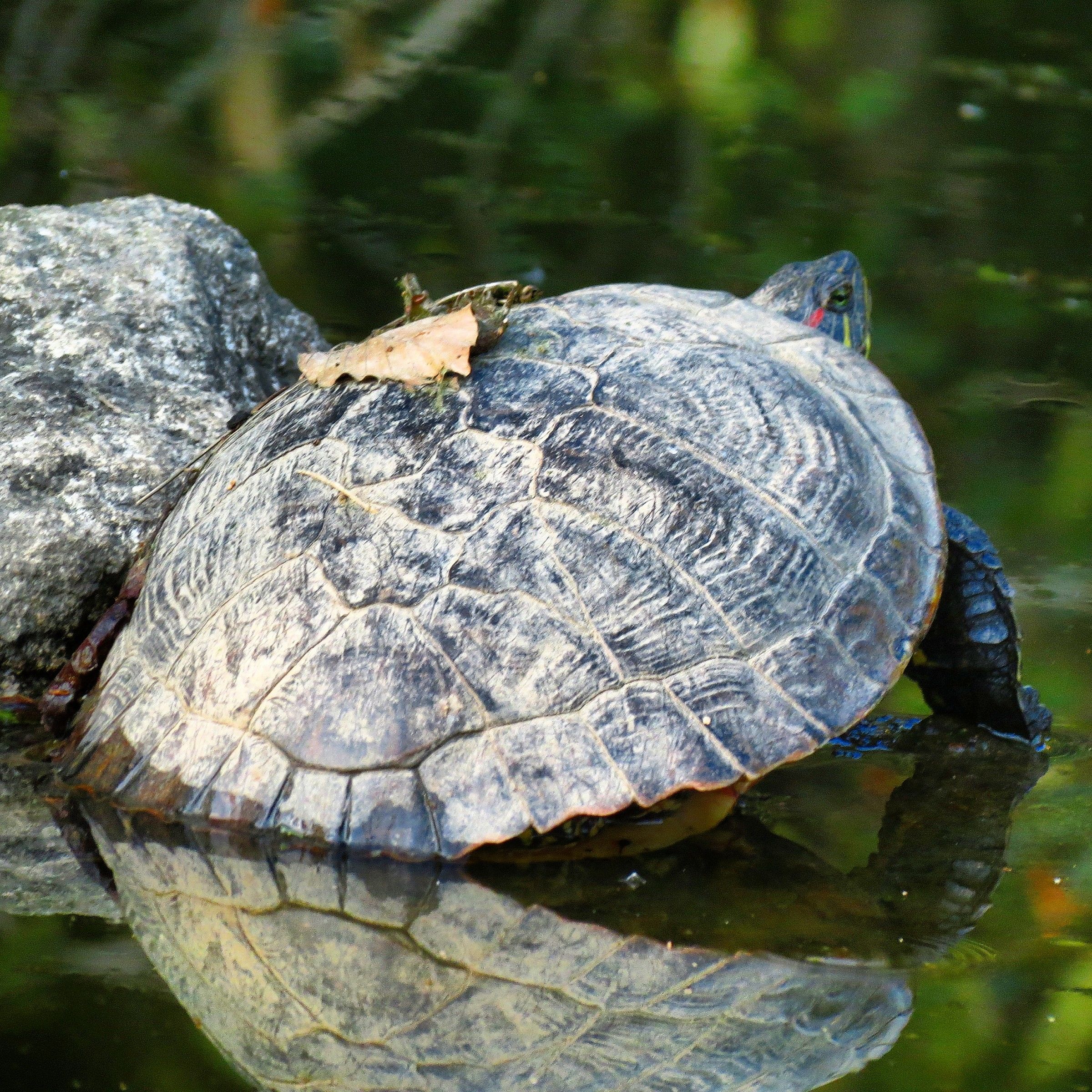 Turtle sunbathing.