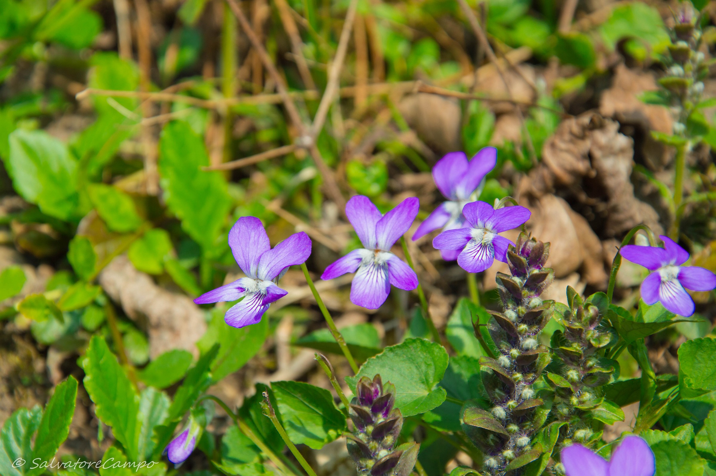 Wild violets