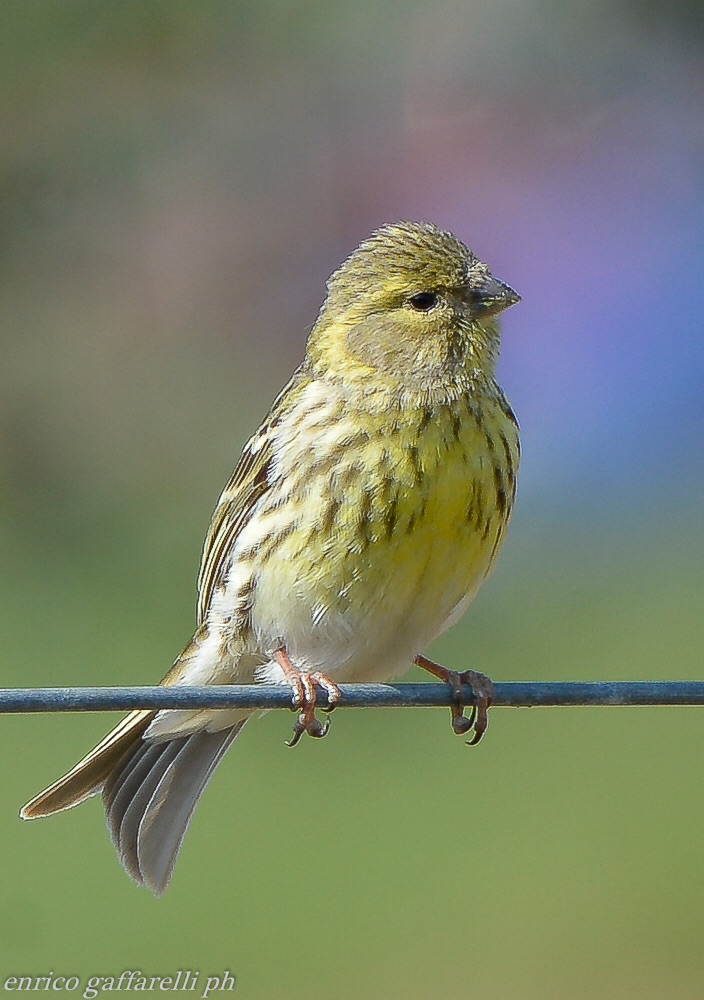 Serin nikon d800 80-400 1/400 f5.6