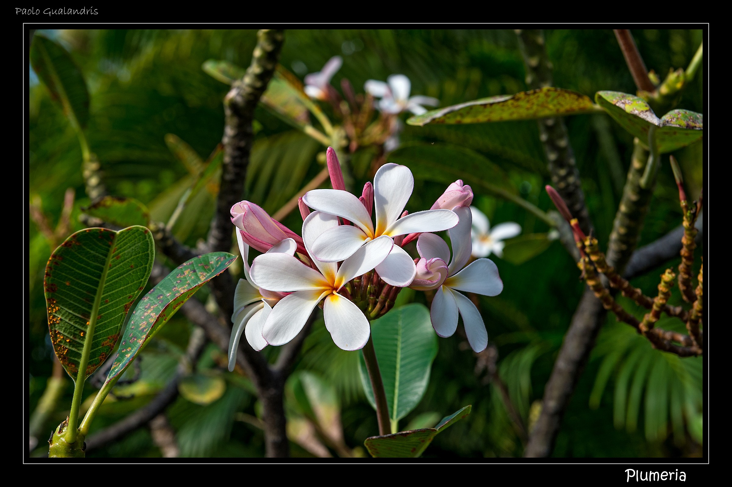 Plumeria
