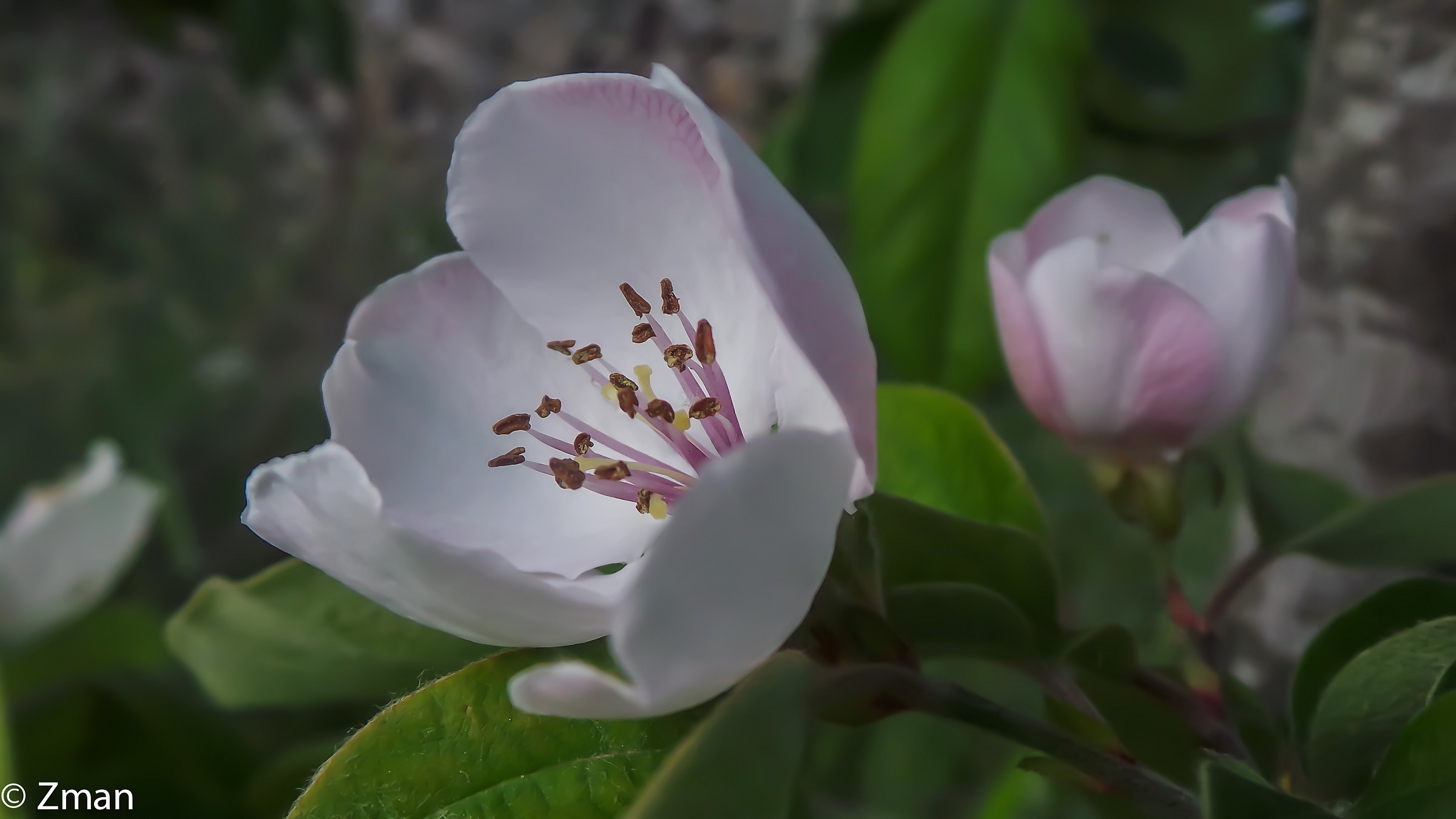 Quince flower