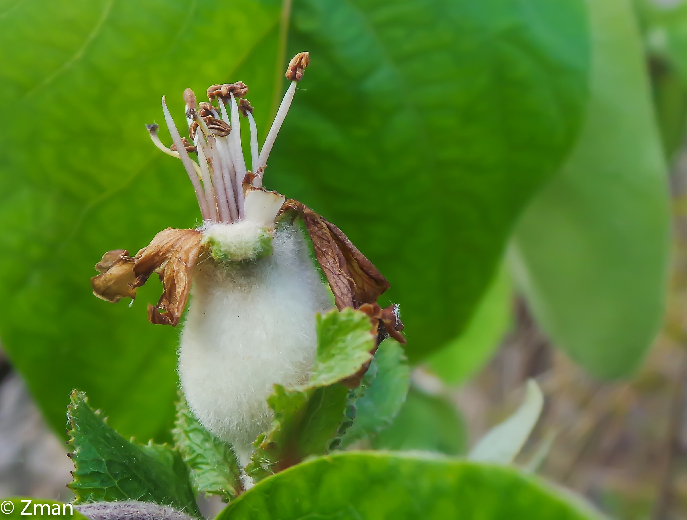 Quince Fruit getting Developed