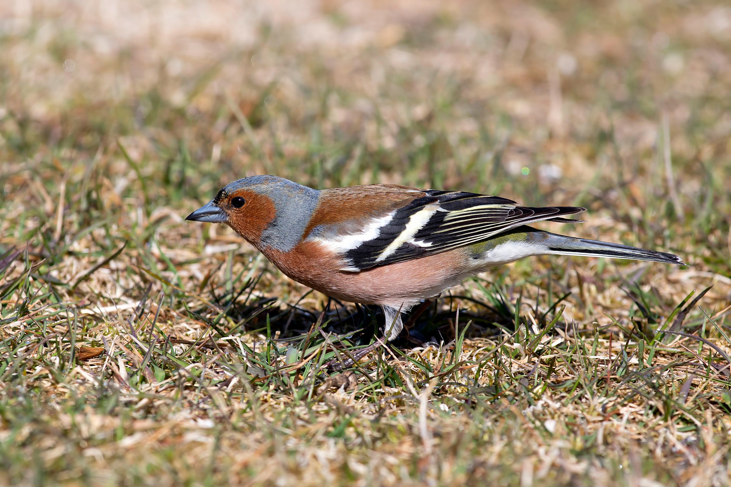 The profile of the male finch