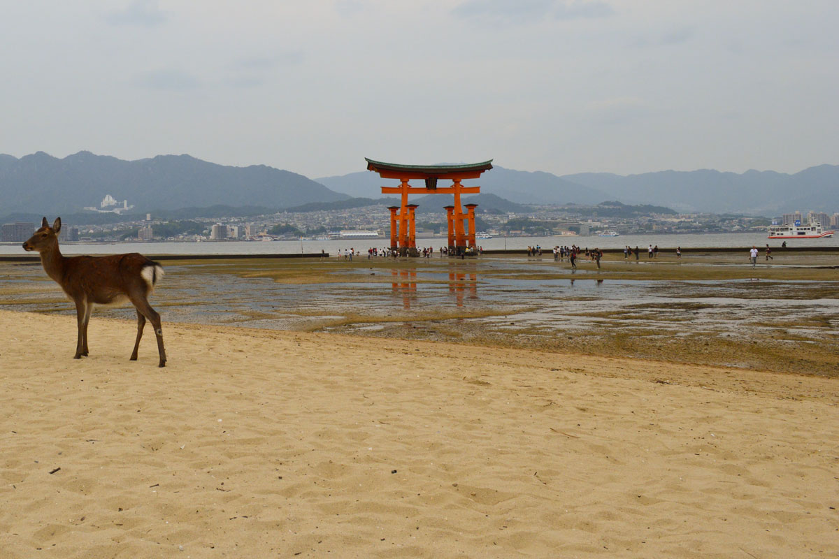 Cervo Miyajima