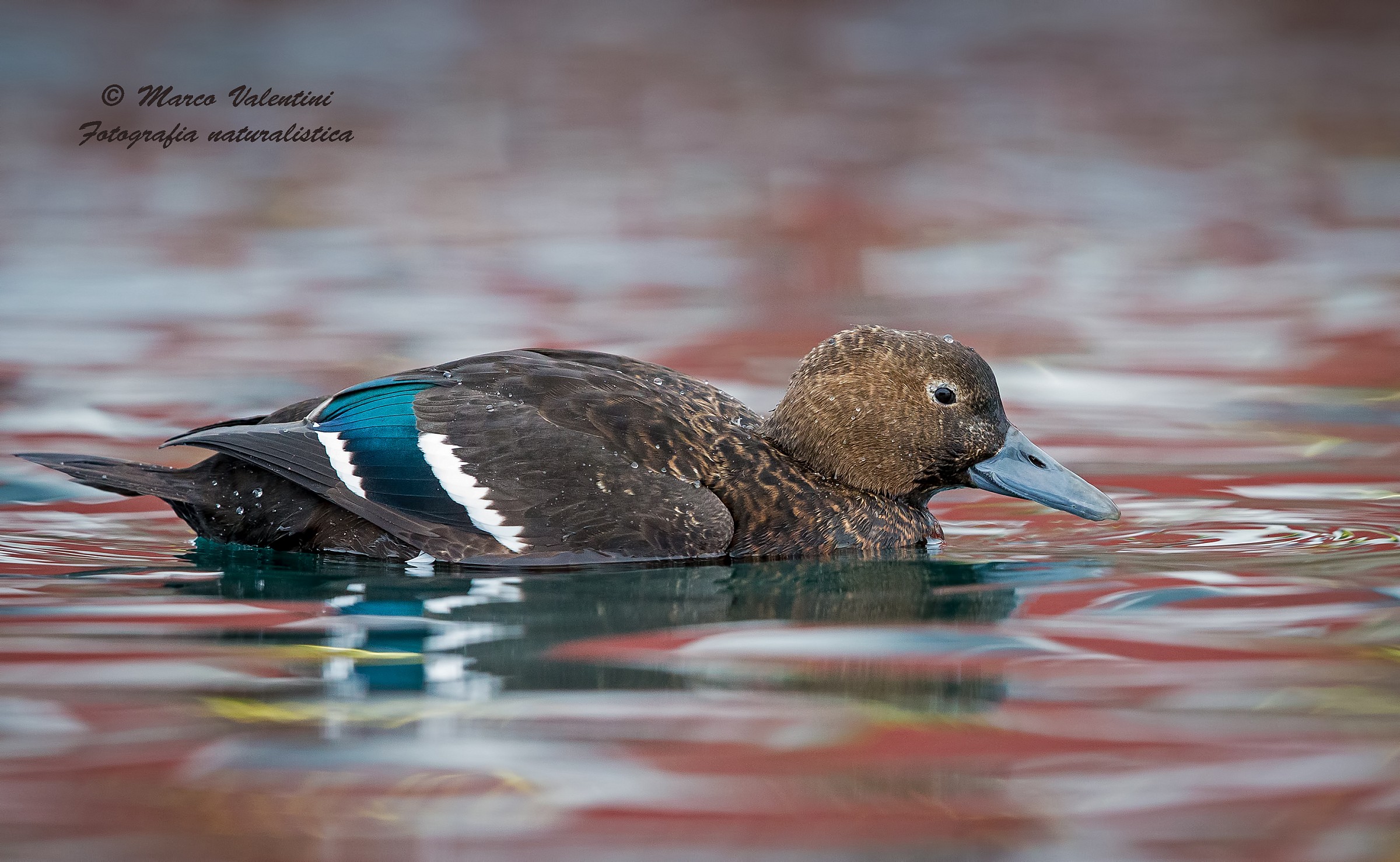 Chi indovina chi sono?....quiz riconoscimento