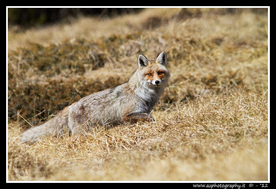 Fox - Asiago Plateau www.azphotography.it