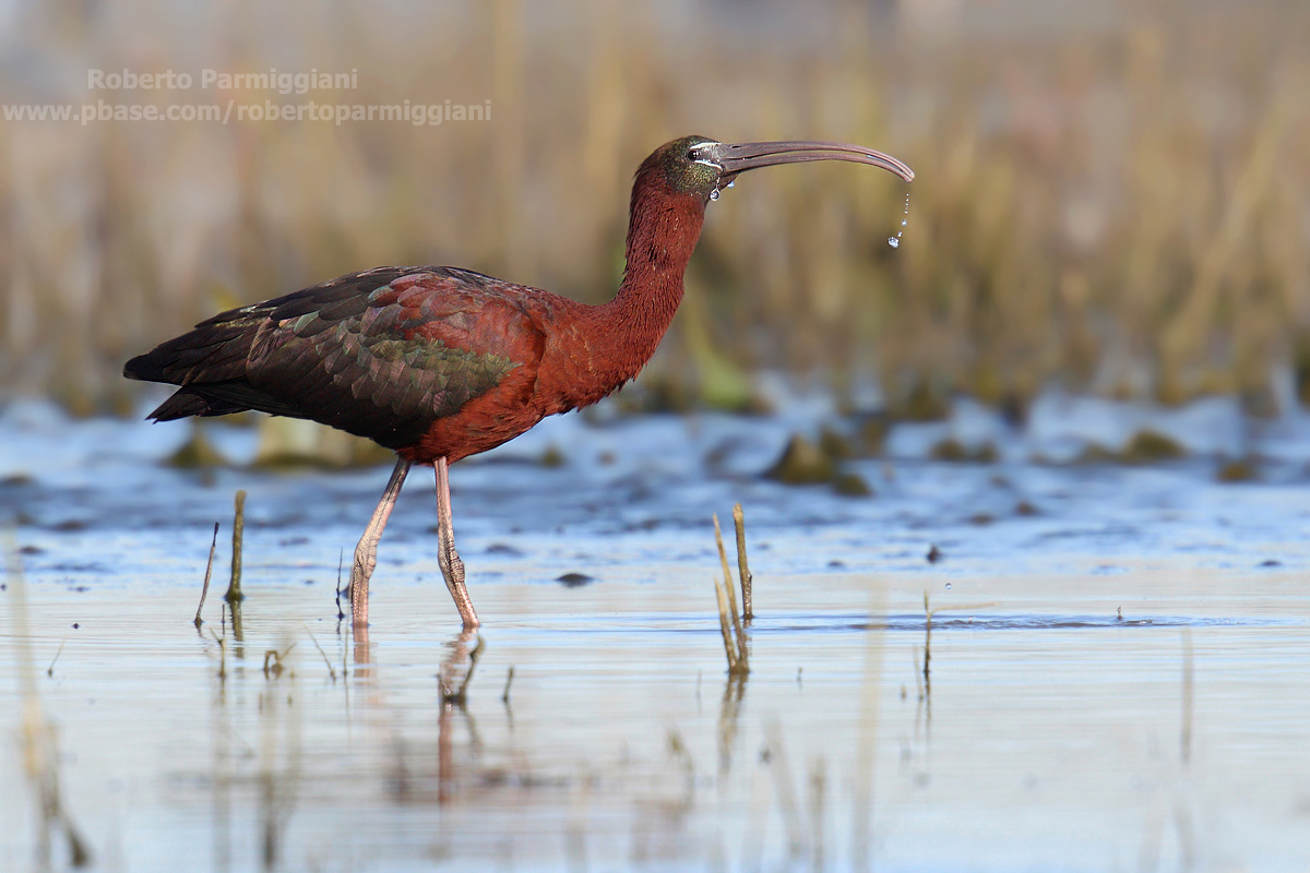 Giochi d'acqua (Mignattaio parte II)