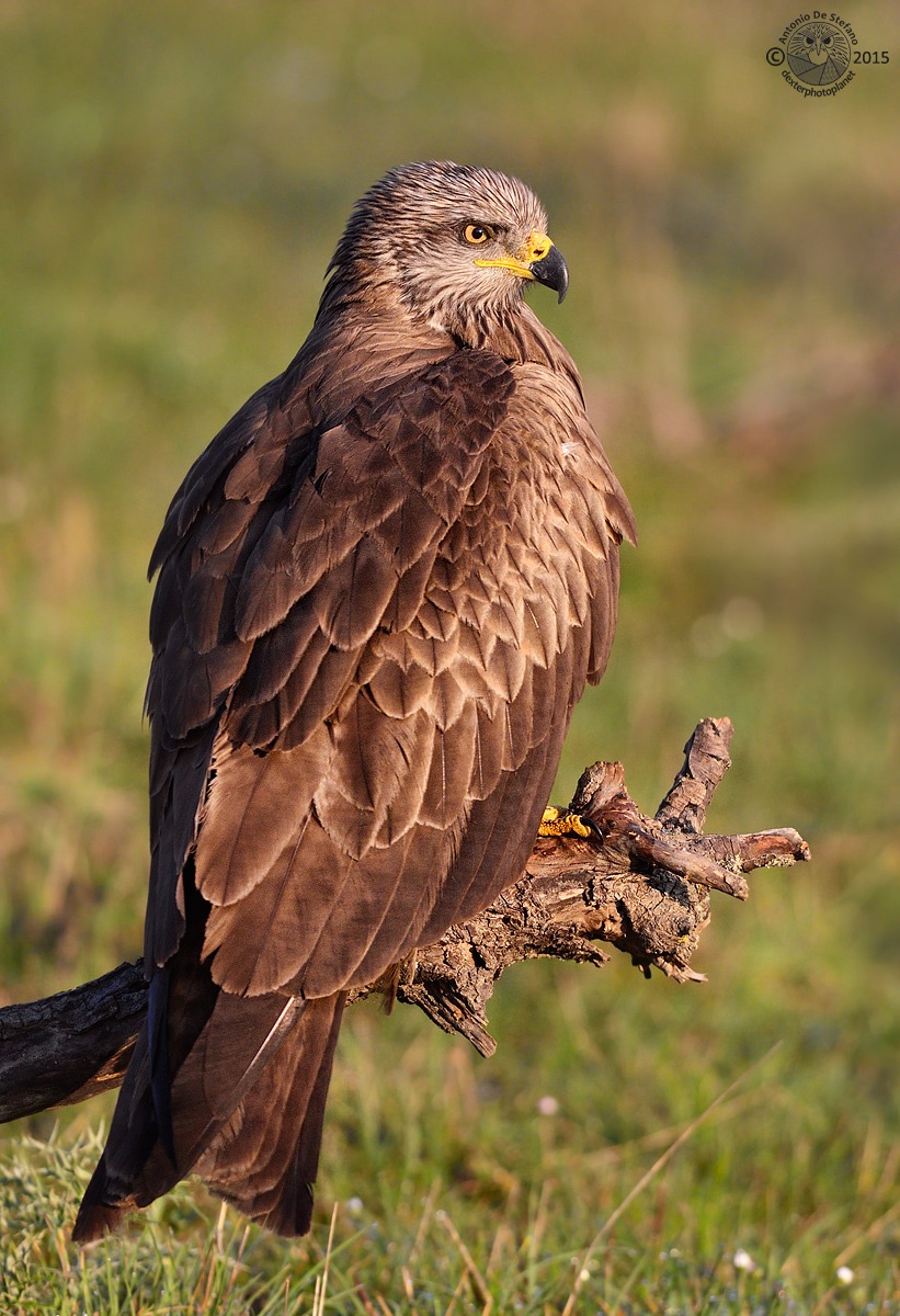 The statue of feathers