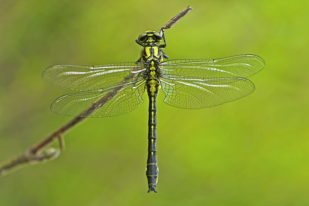 Dragonfly