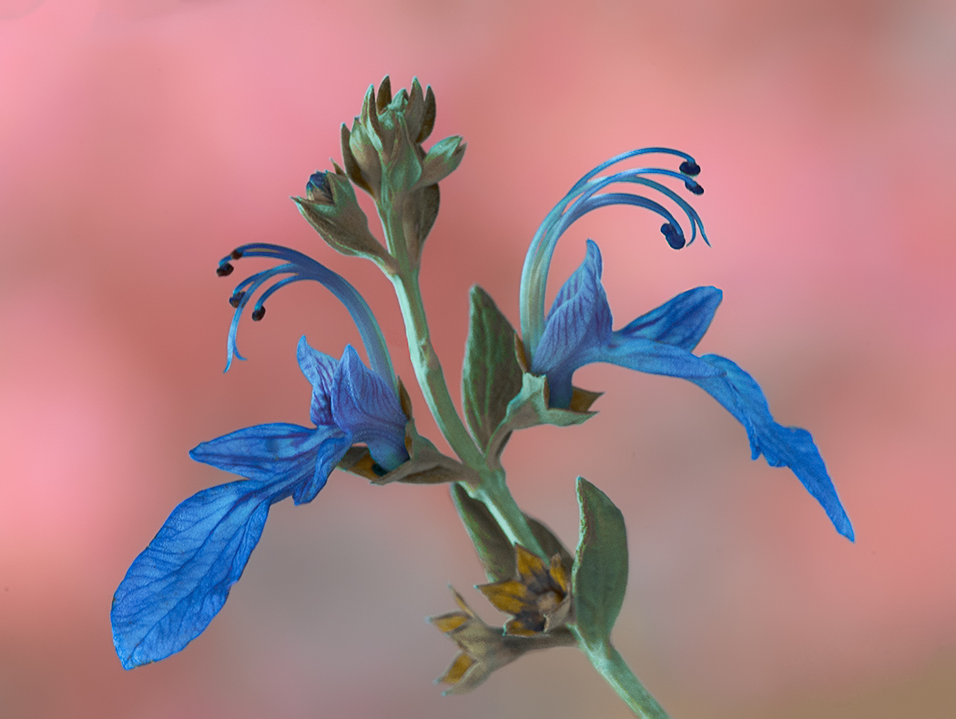 Un elegante fiore di camedrio