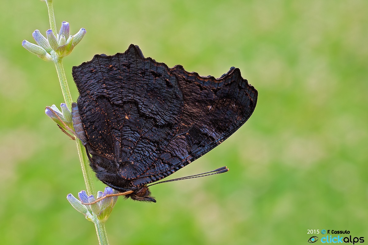 Inachis io Linnaeus, 1758 - The vanessa I