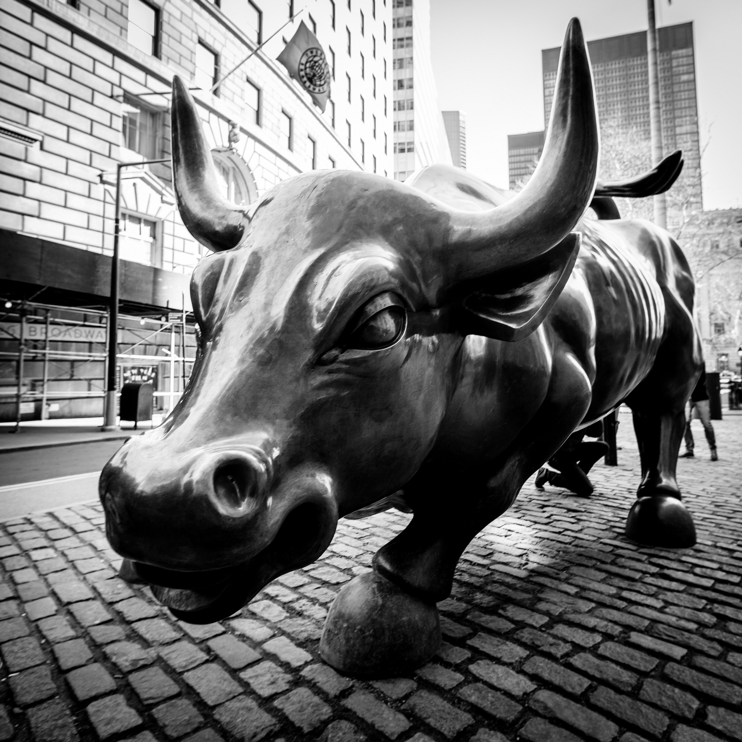 Charging Bull