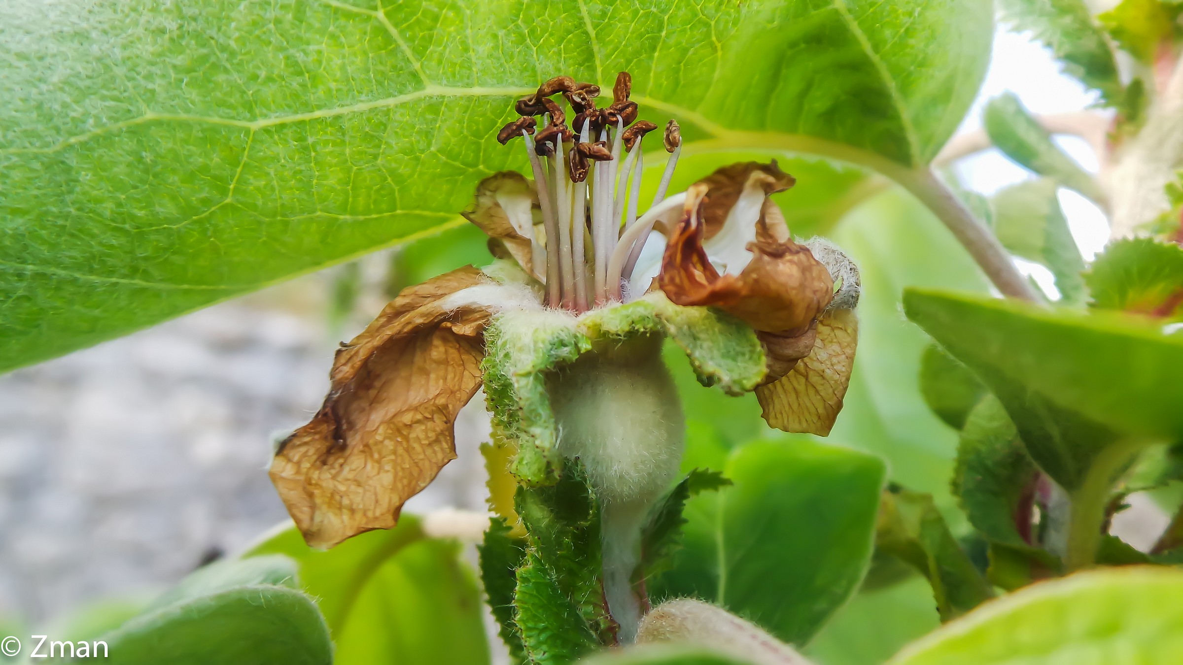 Quince Fruit getting Developed
