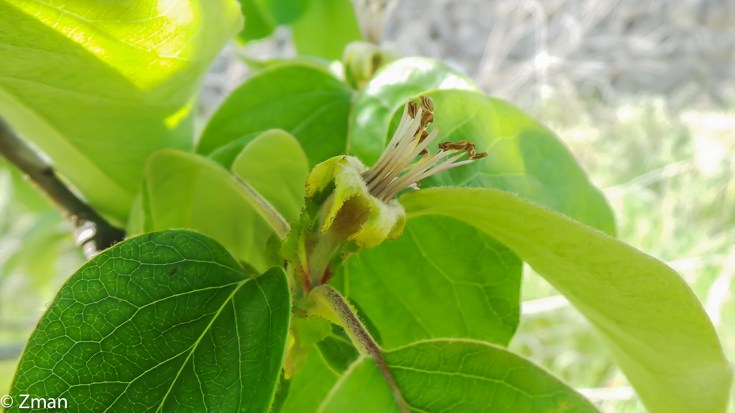 Quince Fruit getting Developed