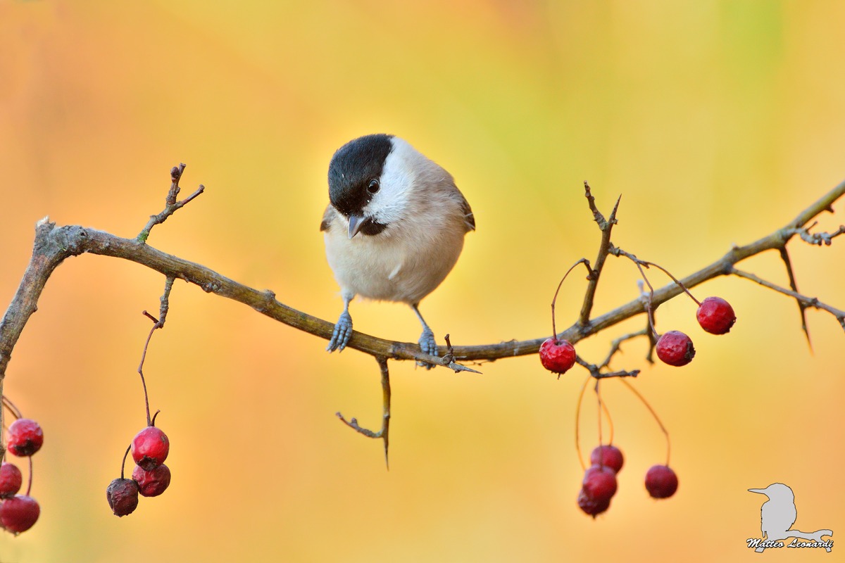 Cincia Bigia - Alpi Apuane