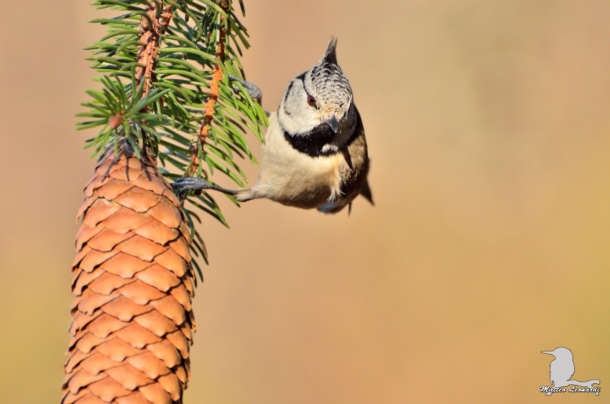 Cincia dal Ciuffo - Alpi Apuane