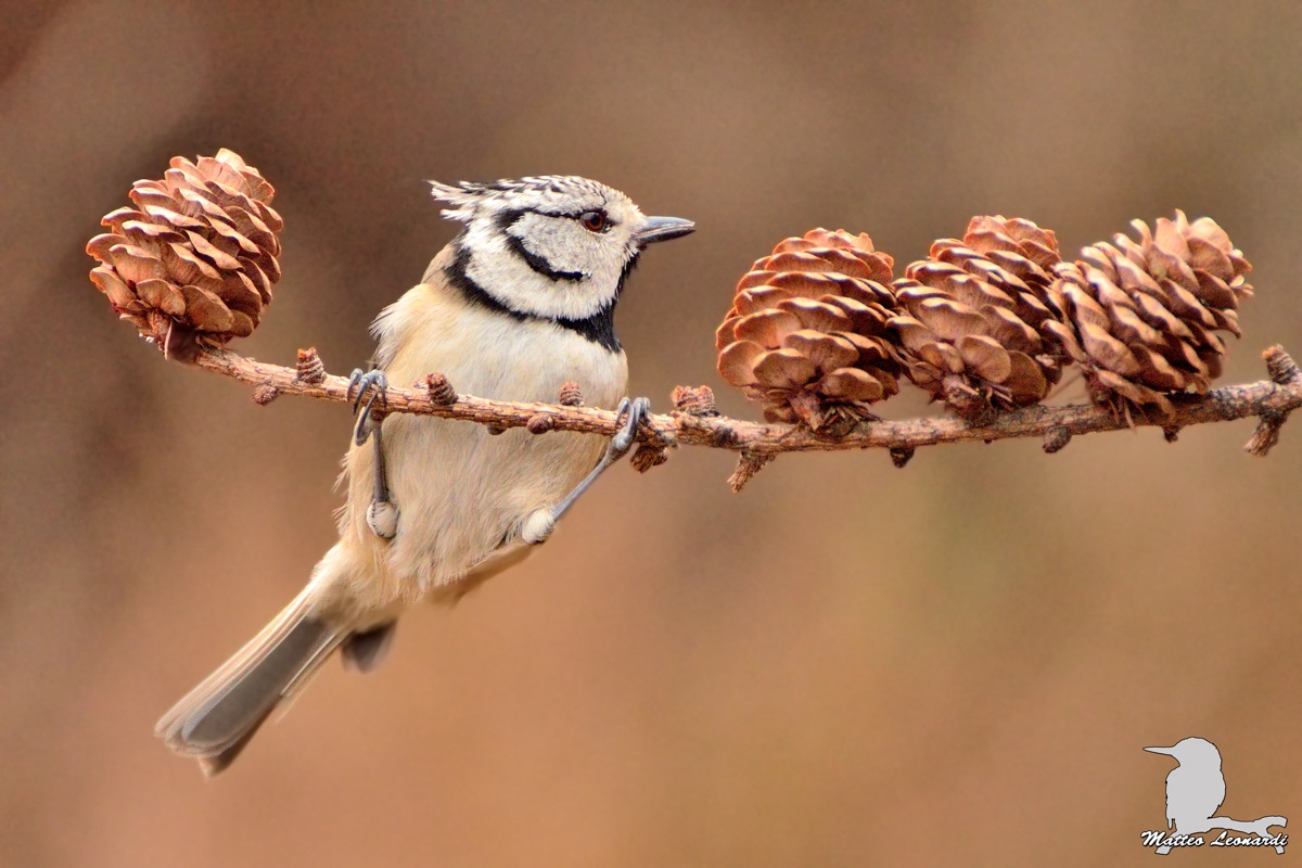Cincia dal Ciuffo - Alpi Apuane