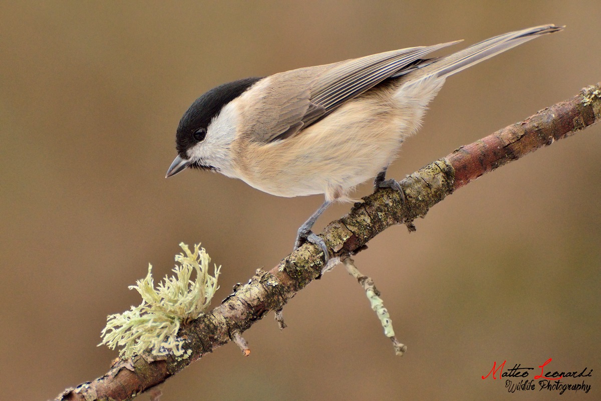 Cincia Bigia - Alpi Apuane